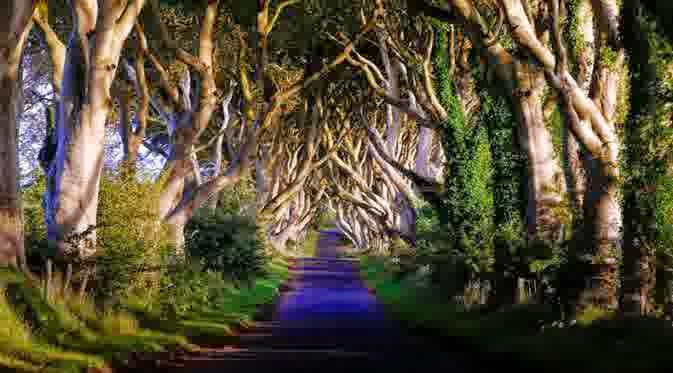 Bregagh Road, Jalanan Indah dan Berhantu di Irlandia - Hot 